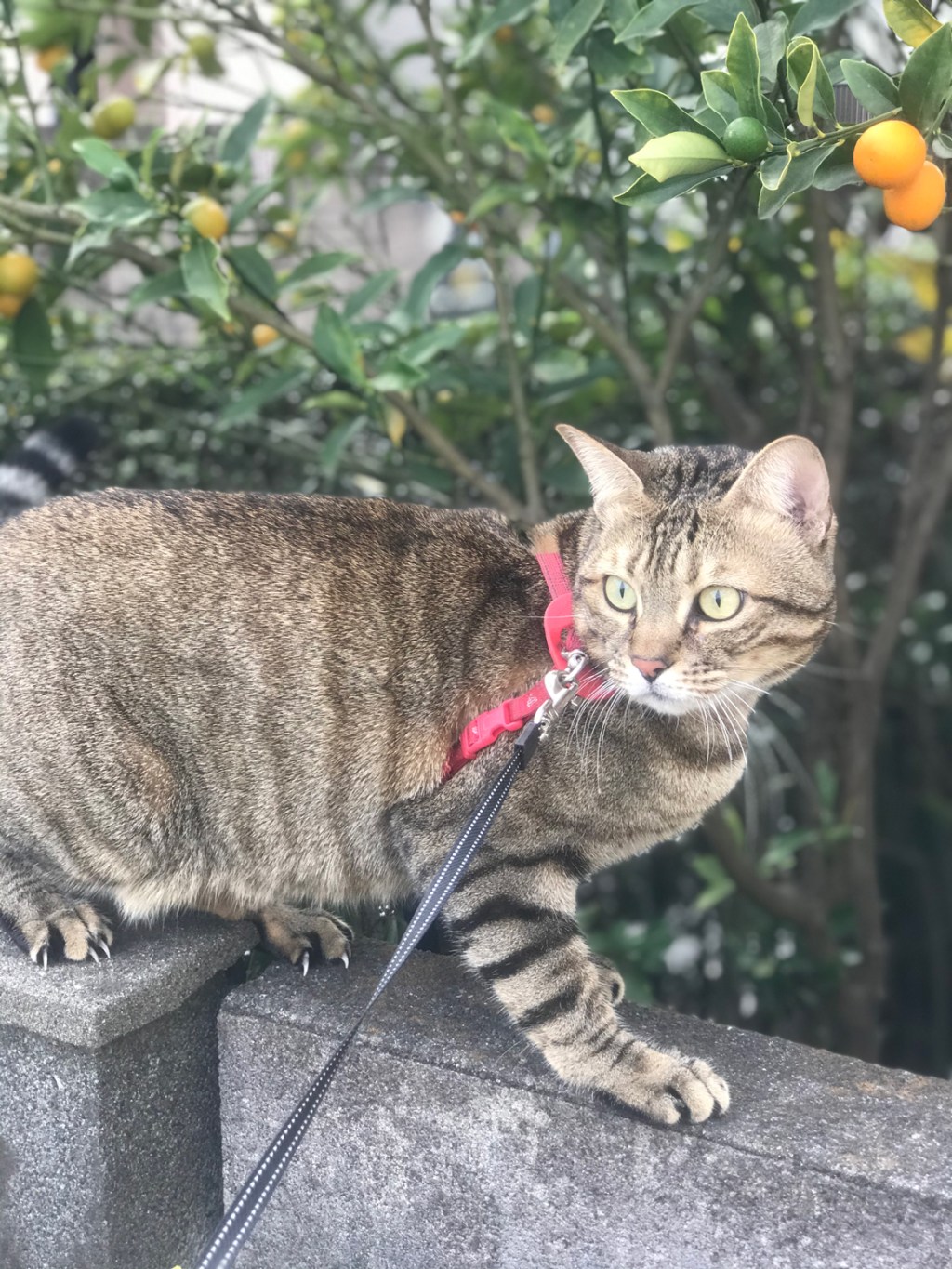 猫の散歩について