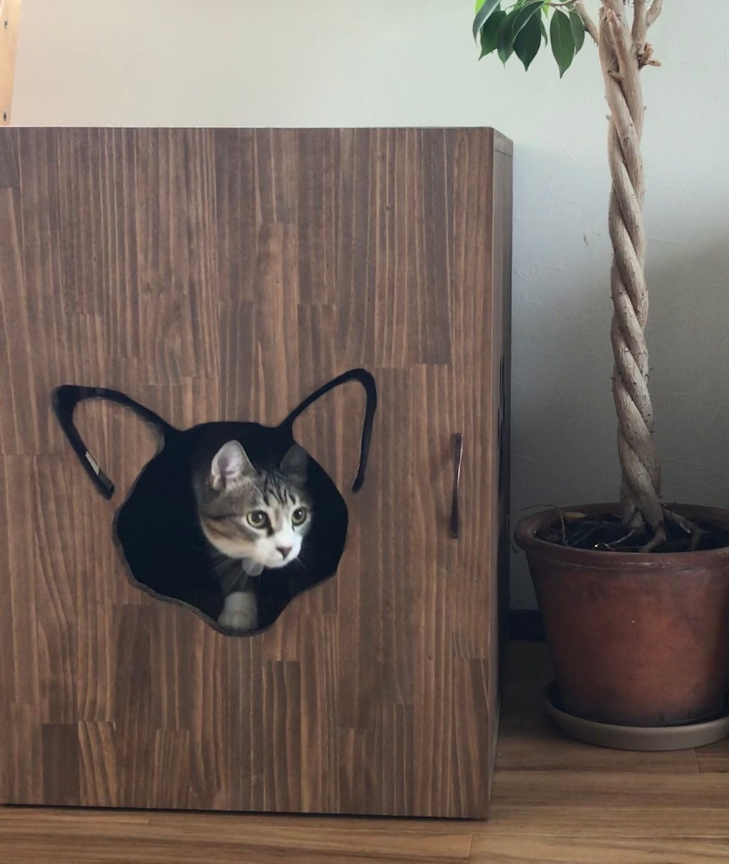 変わった猫の顔のデザイン