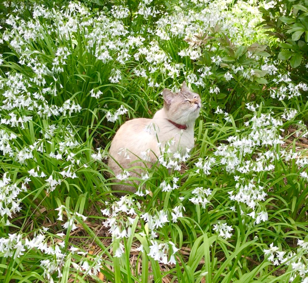 ドリプレ・ローズガーデン
