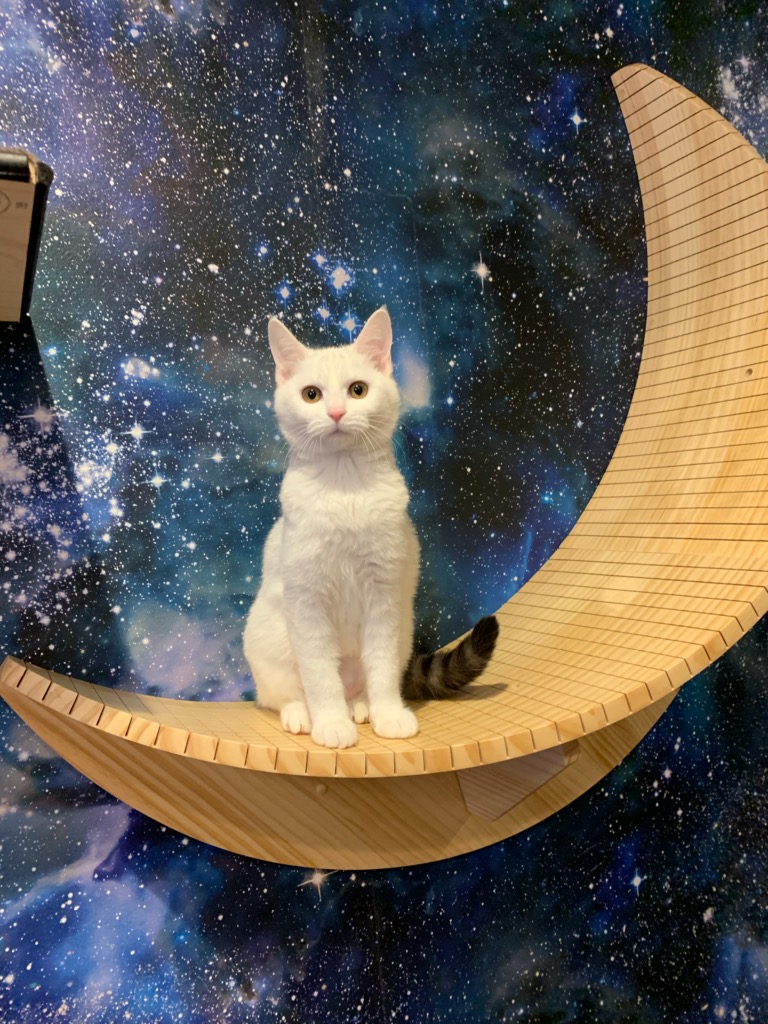 保護猫カフェとコラボ！