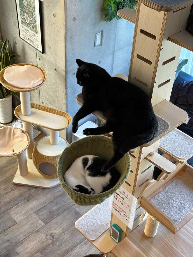 保護猫カフェ「駒猫」