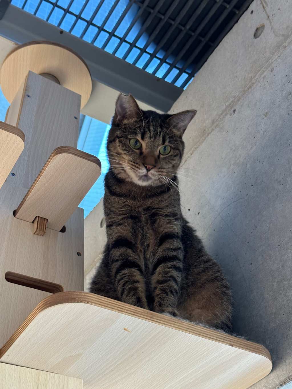 保護猫カフェ２箇所にて商品を置いています。