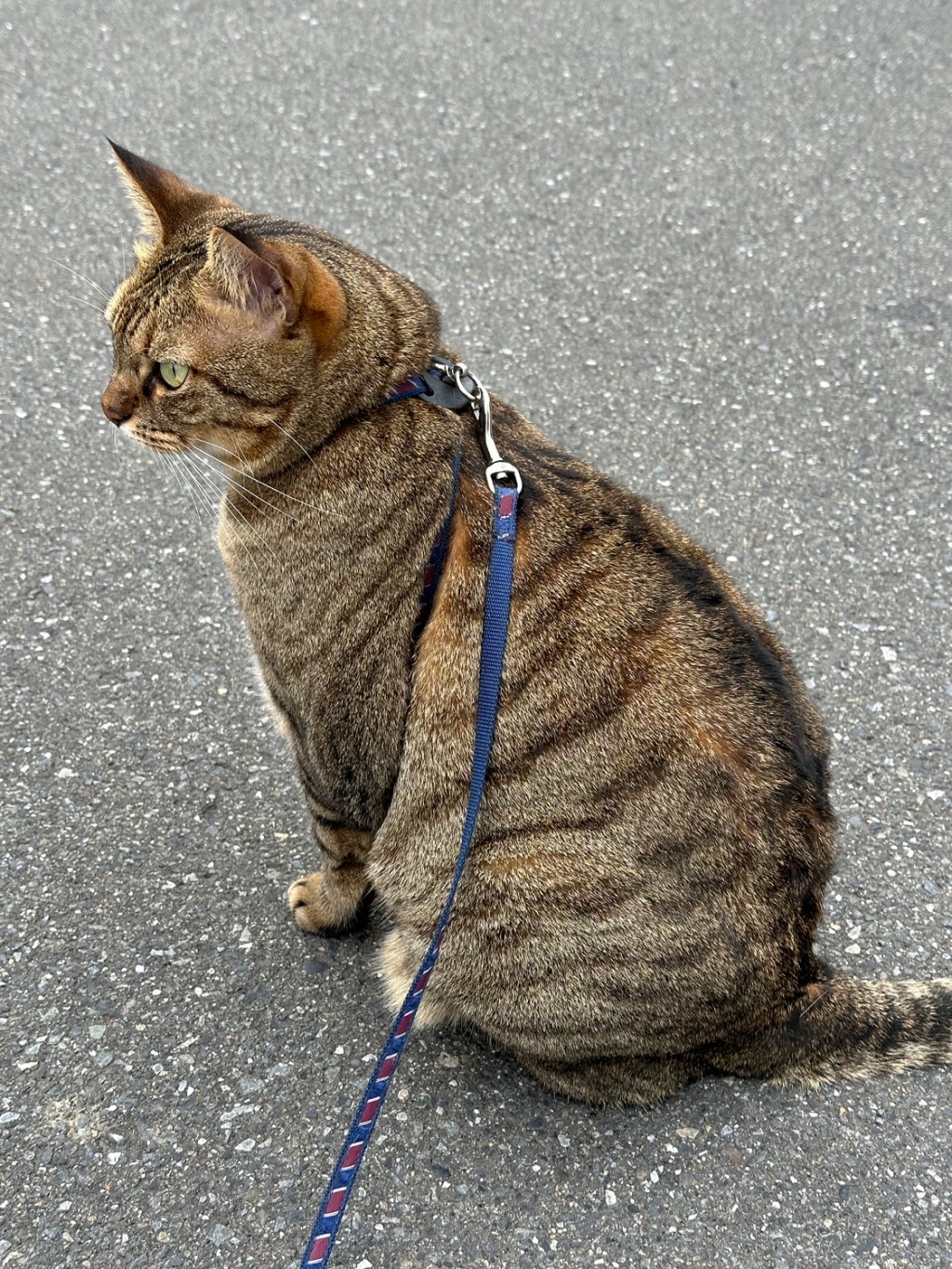 お散歩猫のハーネス