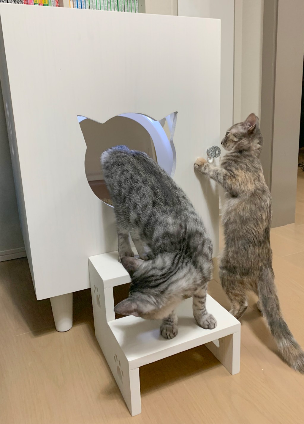 脚付きの猫のトイレカバーハウスの使用レポート
