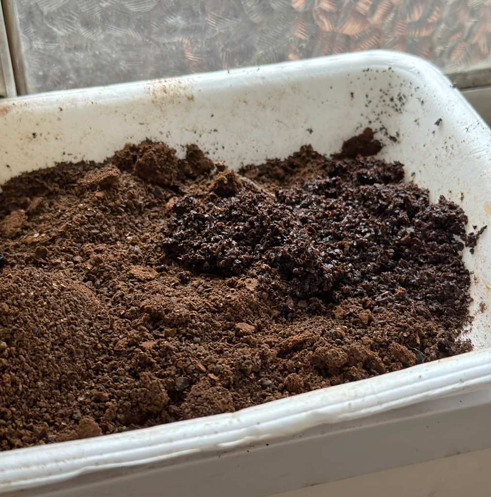 コーヒーのカス