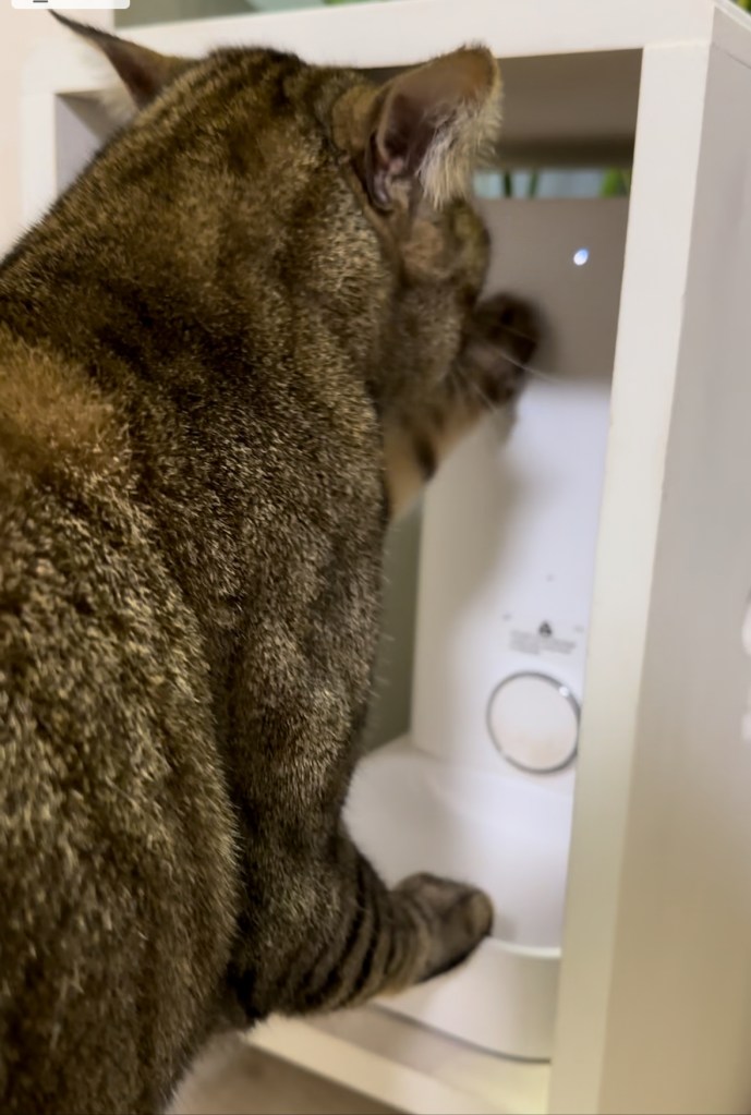 自動給餌器をいじる猫