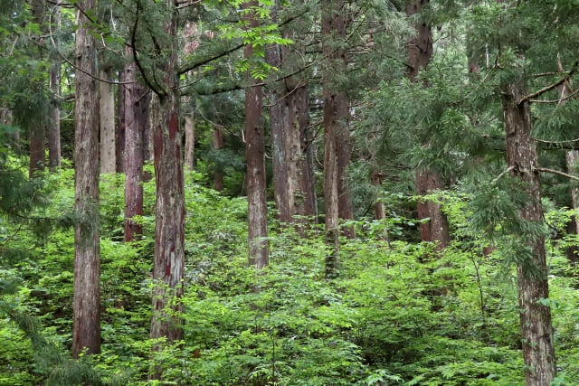 青森ひばStory1＜日本３大美林＞