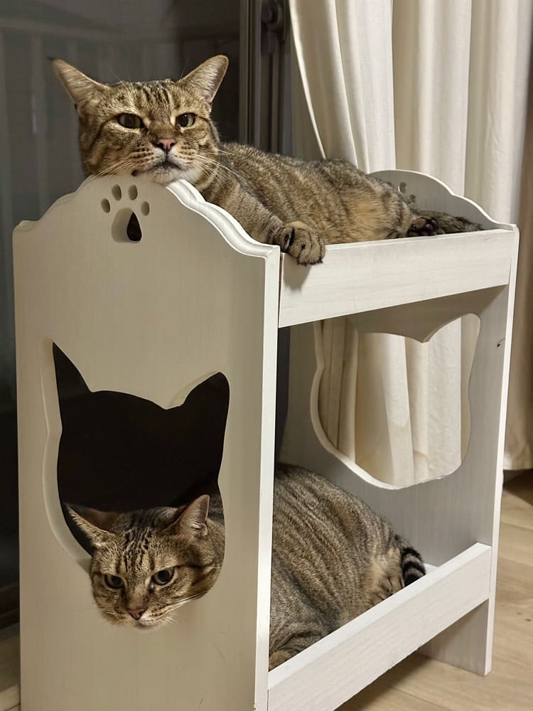 うちの子たちと2段ベット