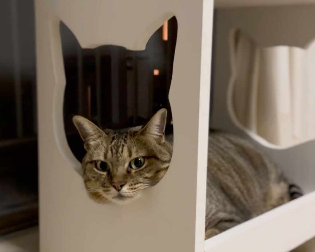 飼い主を喜ばせるうちの子たち