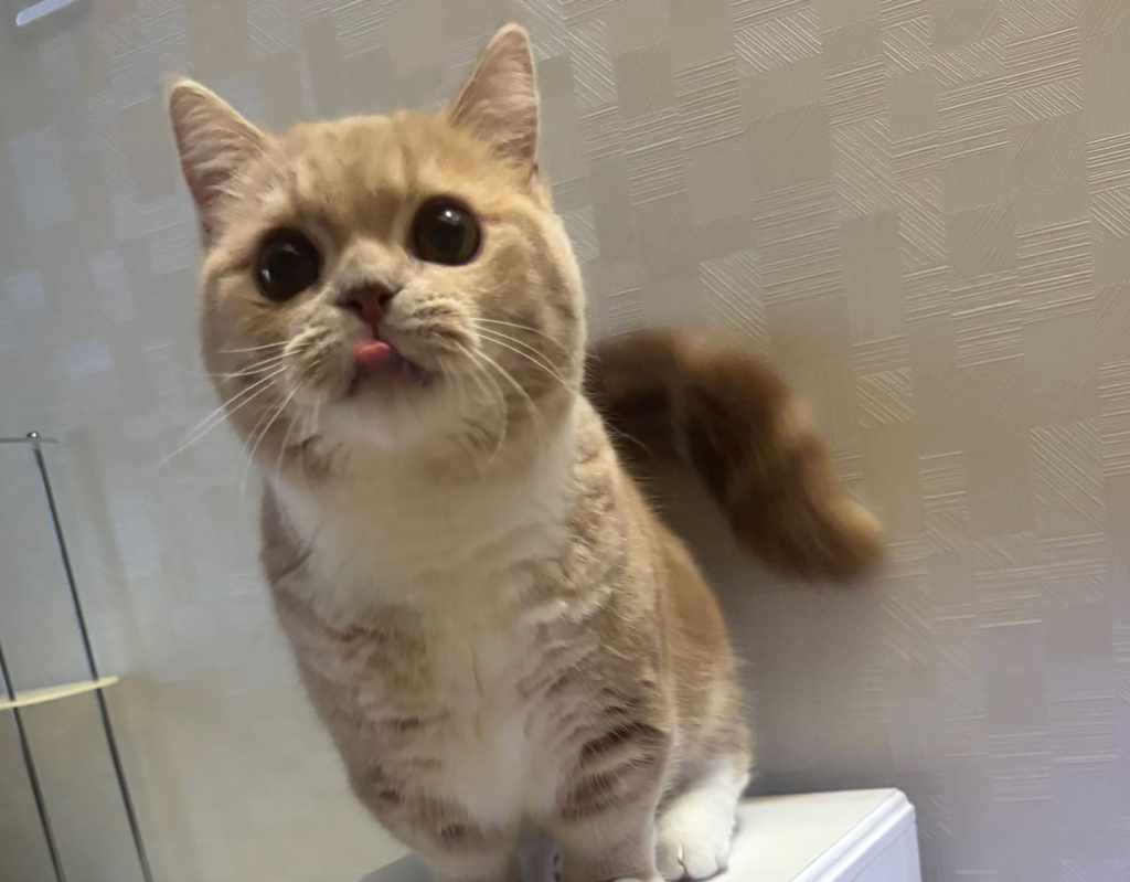 「イタズラしなくなりました！」と届いた嬉しいご報告｜自動給餌器カバーレビュー