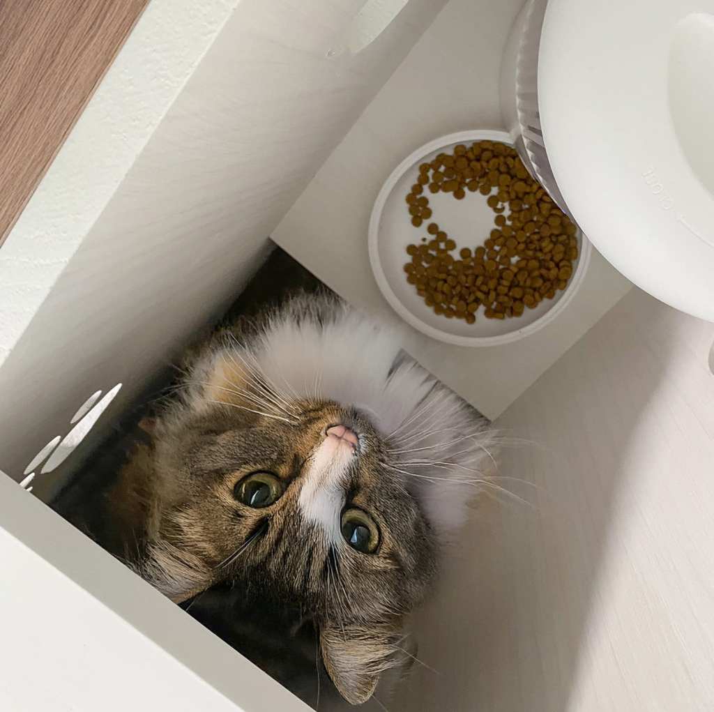 猫のごはん個室(ごはんハウス)