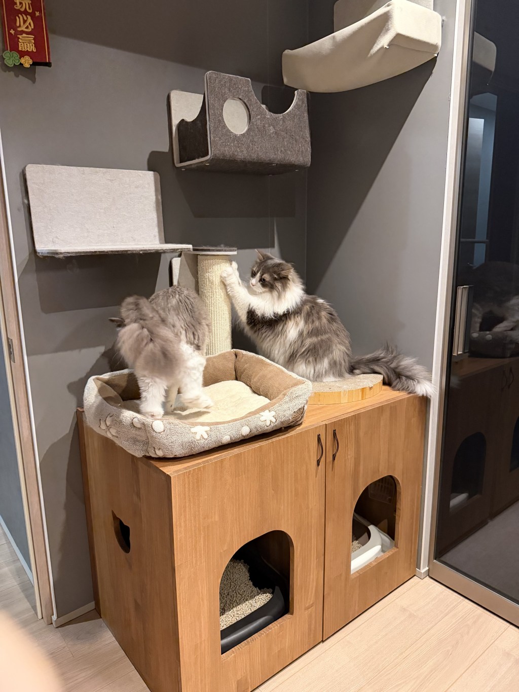 猫のトイレカバーを遊び場にも：キャットウォークと組み合わせたレイアウト実例