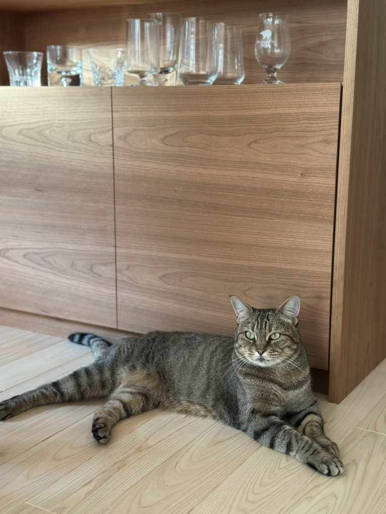 うちの猫