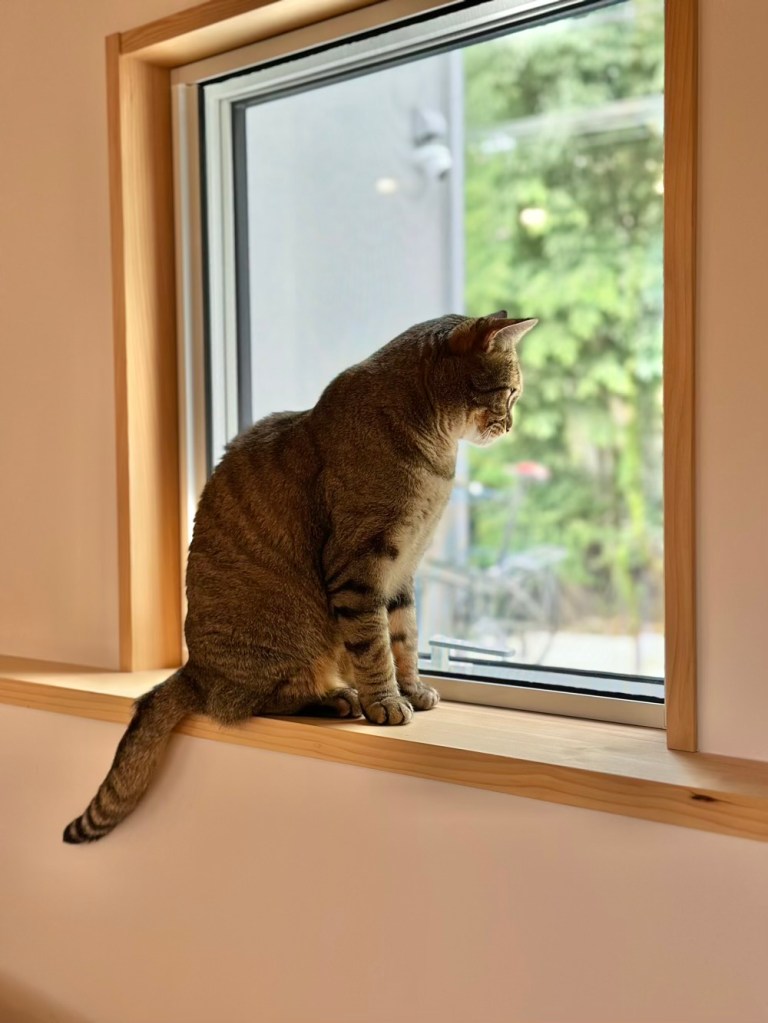 外を眺めるマルちゃん