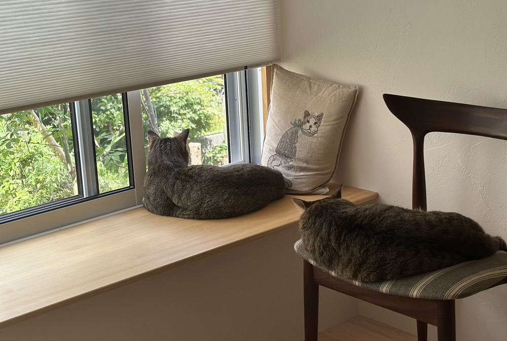 猫と暮らす新しい生活