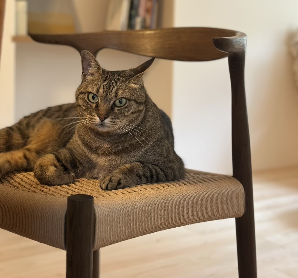 うちの子たちは完全な？家猫になりました