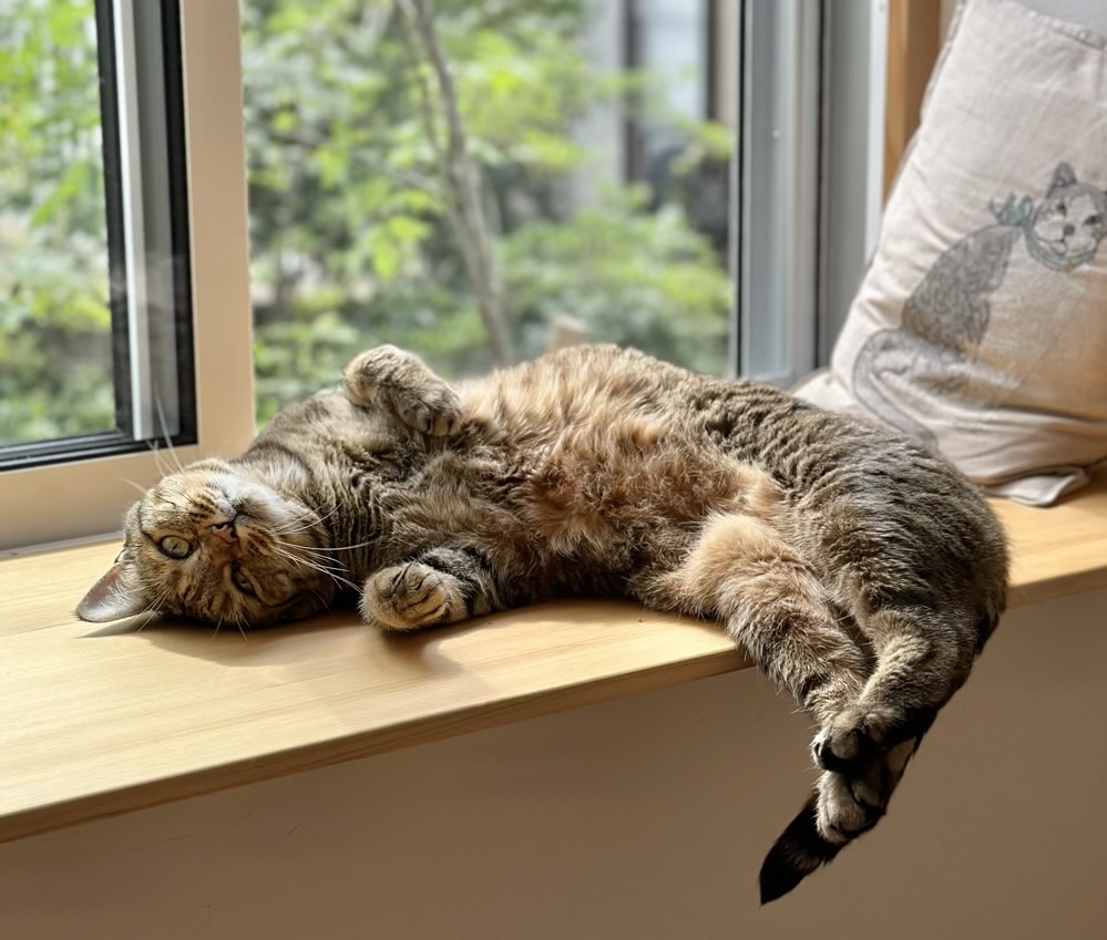 窓辺の猫