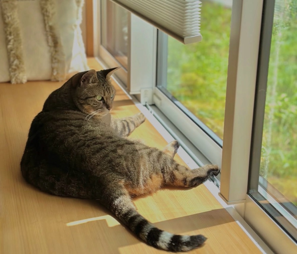 窓辺の猫