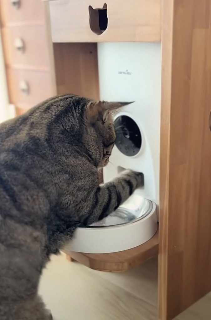 自動給餌器をイタズラする猫